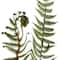 Boston Fern Bush by Ashland®